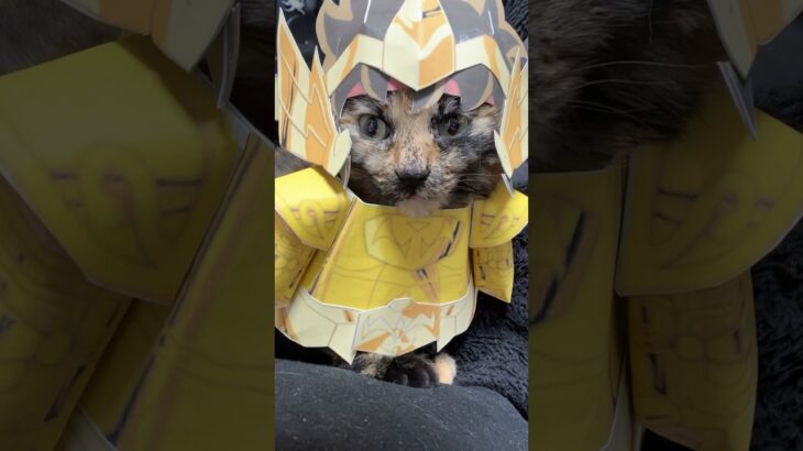 射手座のおぬし　#聖闘士星矢 #cat #猫コスプレ