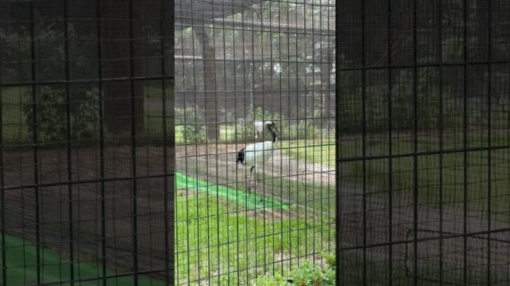 岡山後楽園 タンチョウヅル 聖闘士神話 〜ソルジャー・ドリーム〜 聖闘士星矢 影山ヒロノブ 岡山県岡山市 2025.05.18