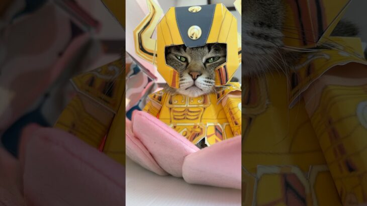 5月の守護神　#コスプレ猫 #cat #聖闘士星矢