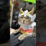 一応、サンクチュアリで修行してきました。　#コスプレ猫 #cat #聖闘士星矢