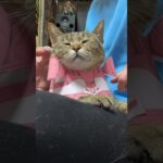 ネビュラチェーンを使いこなす猫　#コスプレ猫 #cat #聖闘士星矢