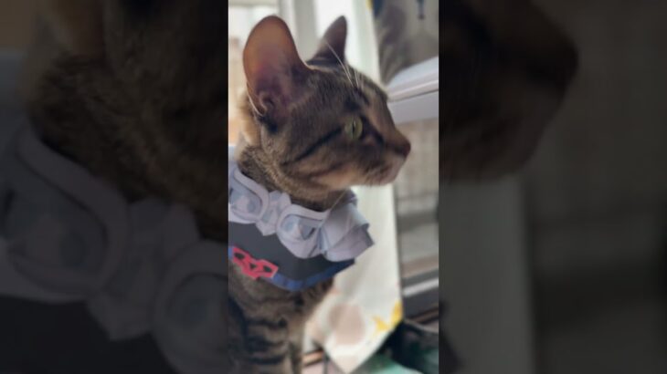 ヘルメットを脱いでからが本番です　#コスプレ猫 #cat #聖闘士星矢