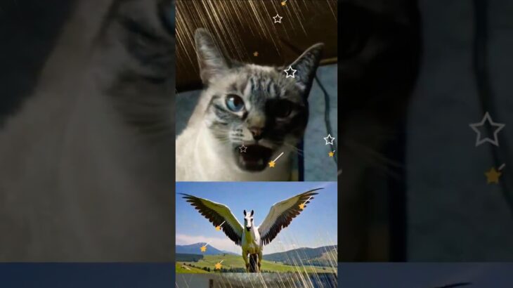 聖闘士星矢好きのママの為にミオが歌ったよ【保護猫ミオ】#shorts   #聖闘士星矢