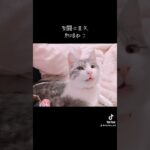 聖闘士星矢を熱唱する猫 #猫が歌う #ねこ #聖闘士星矢 #ペガサス幻想 #ねこ