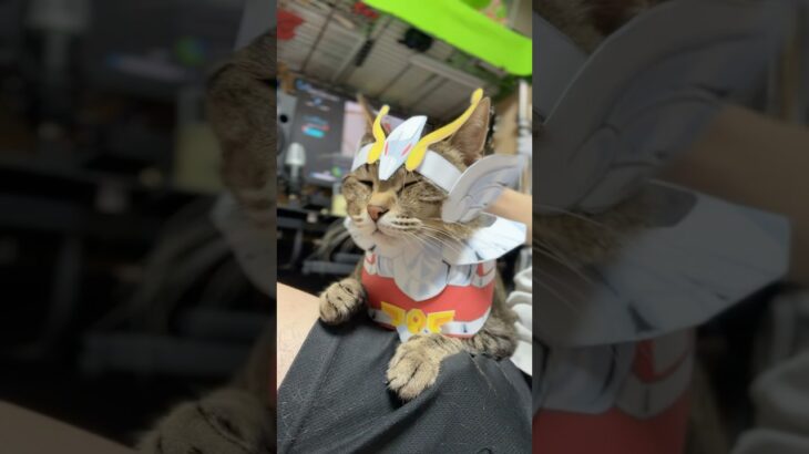 割と気に入っている衣装(人が) #コスプレ猫 #コスコ #聖闘士星矢