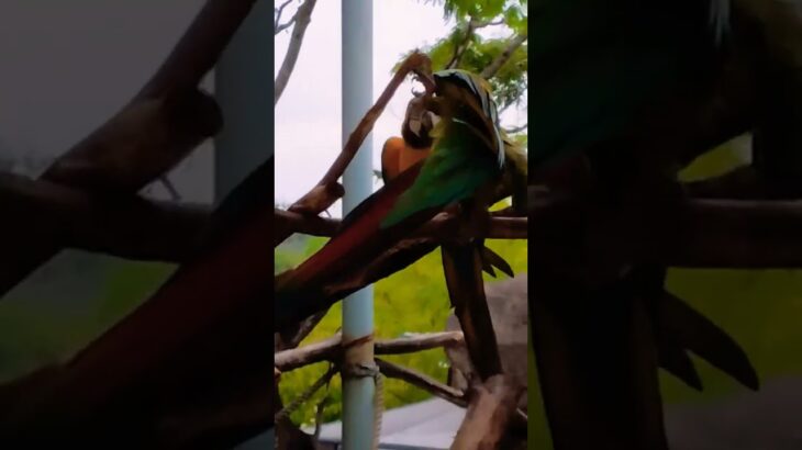 必殺技！　#zoo #anime #動物園 #鳥 #オウム #インコ #聖闘士星矢 #必殺技 #anime #アニメ