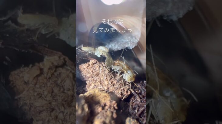 まるで小宇宙 #フシギホラアナゴキブリ #ゴキブリ #聖闘士星矢