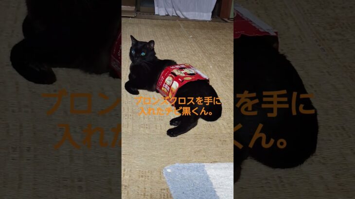 聖闘士星矢な猫。