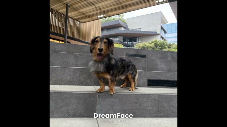 ペガサス幻想『聖闘士星矢』主題歌 #歌う犬 ダックス #dachshund