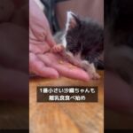 聖、星矢の分迄幸せになる❗#保護猫