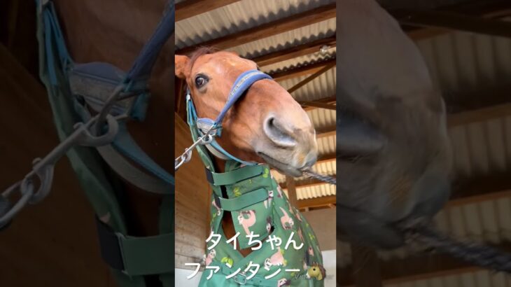 タイちゃんファンタジー🐴#引退競走馬 #聖闘士星矢 #ペガサス幻想