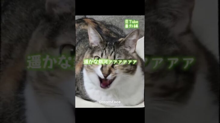 聖闘士ララ #雑談配信 #cat #ショート #猫のいる暮らし #保護猫 #youtube #youtubeshorts #youtuber #聖闘士星矢 #ai #可愛い #アニソン #癒し#お酒