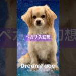 聖闘士星矢大好きでした✨️ #ポメコッカー #もなかとだいふく #dreamface