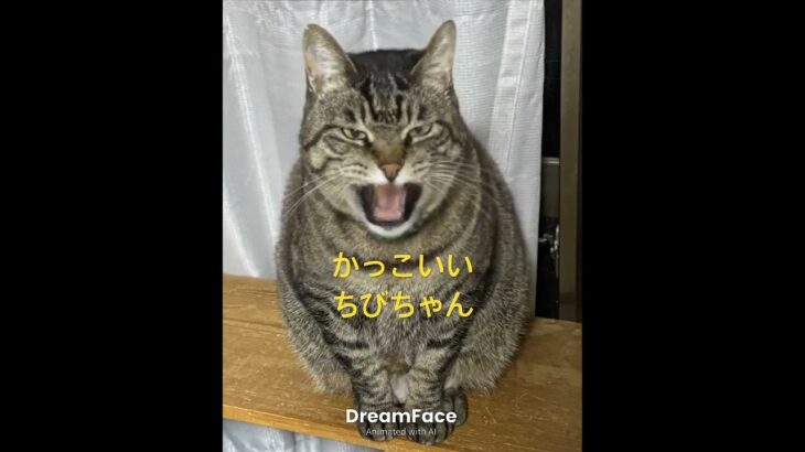 かっこいい ちびちゃん#ペガサス幻想#聖闘士星矢#歌う猫#japanesefood