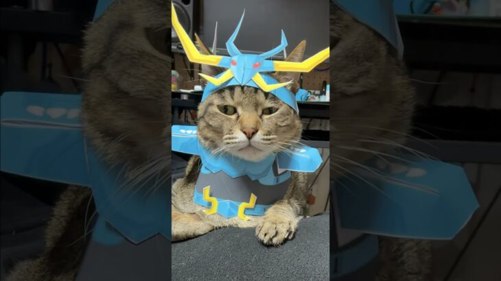 廬山昇龍覇は打ちません　#コスプレ猫 #cat #聖闘士星矢
