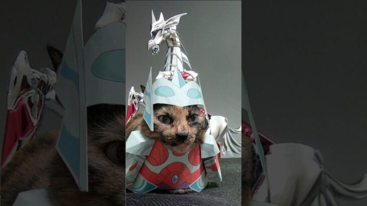 #コスプレ猫 #cat #聖闘士星矢