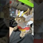 割と気に入っている衣装(人が) #コスプレ猫 #コスコ #聖闘士星矢