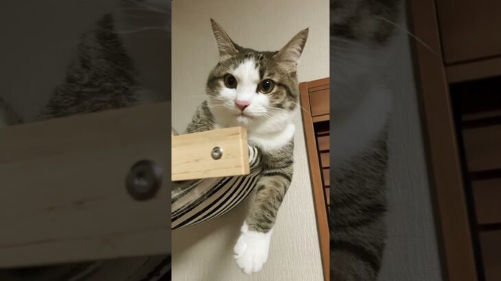 聖闘士星矢😽#cat #ねこ好きさんと繋がりたい