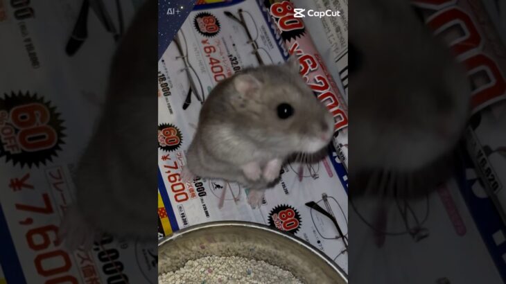 秋ちゃんが聖闘士星矢にいたら #ドワーフハムスターショート動画 #hamster #眠る #ハムスター #animal #かわいい #癒し #聖闘士星矢 #聖闘士星矢レジェンドオブジャスティス