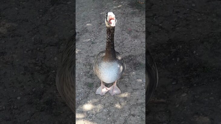 🦢 #duck #animals #animalover #anime #manga  #naturelovers #ufc #mma #saintseiya #聖闘士星矢 #アニメ #マンガ