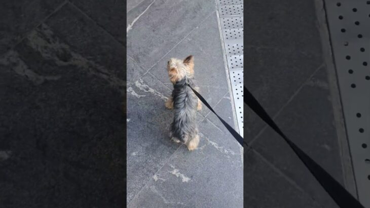 「俺はアテナの聖闘士（セイント）・星矢だ！」#mrwayd #comedia #podcast #seiya #viral #storytelling